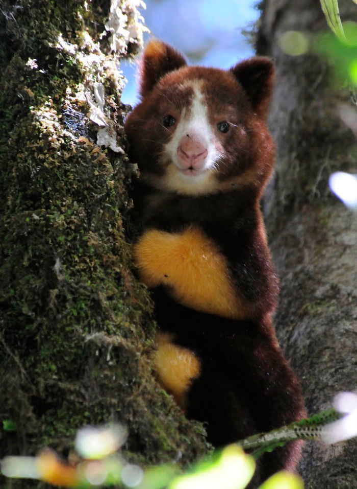 Canguro arboricolo