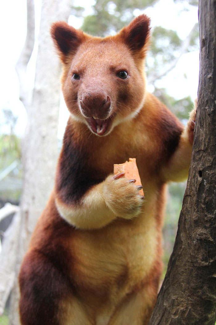 Canguro arboricolo