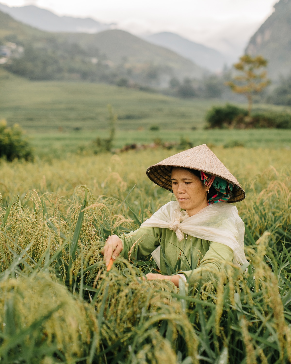 Linh Hoa raccoglie il riso vicino alla cittadina Tu Le, in Vietnam
