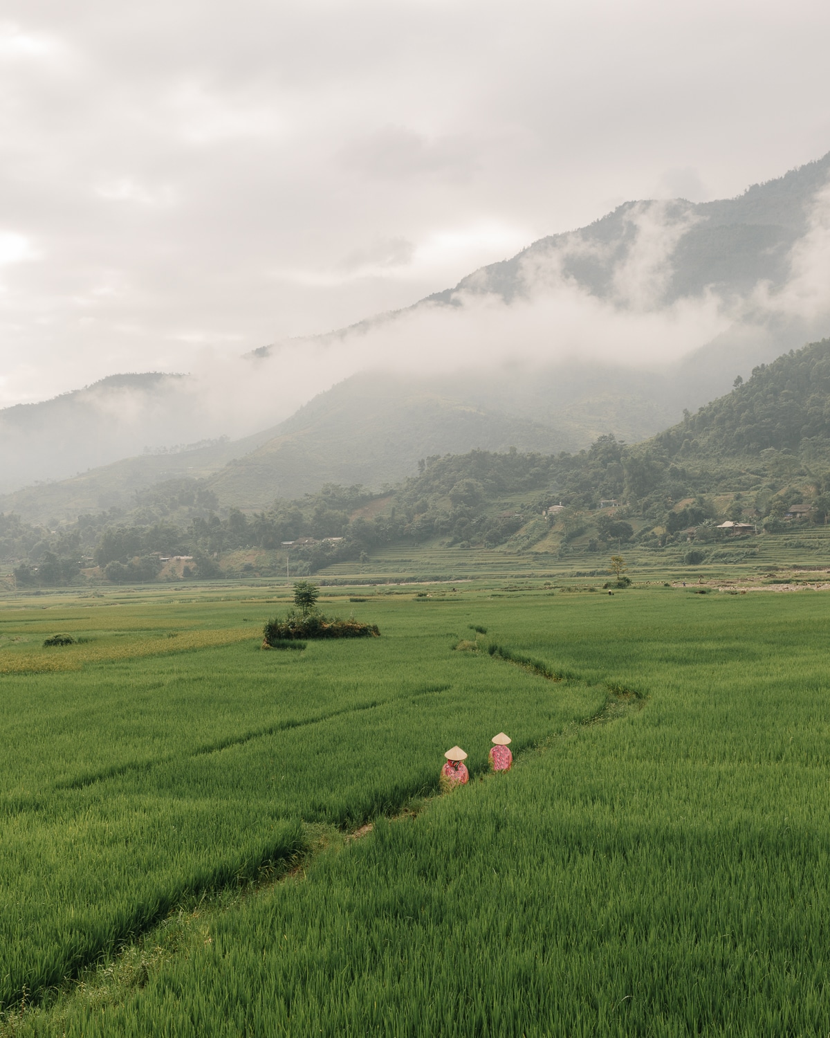 Due donne del luogo vanno a raccogliere il riso vicino alla città Tu Le, Vietnam
