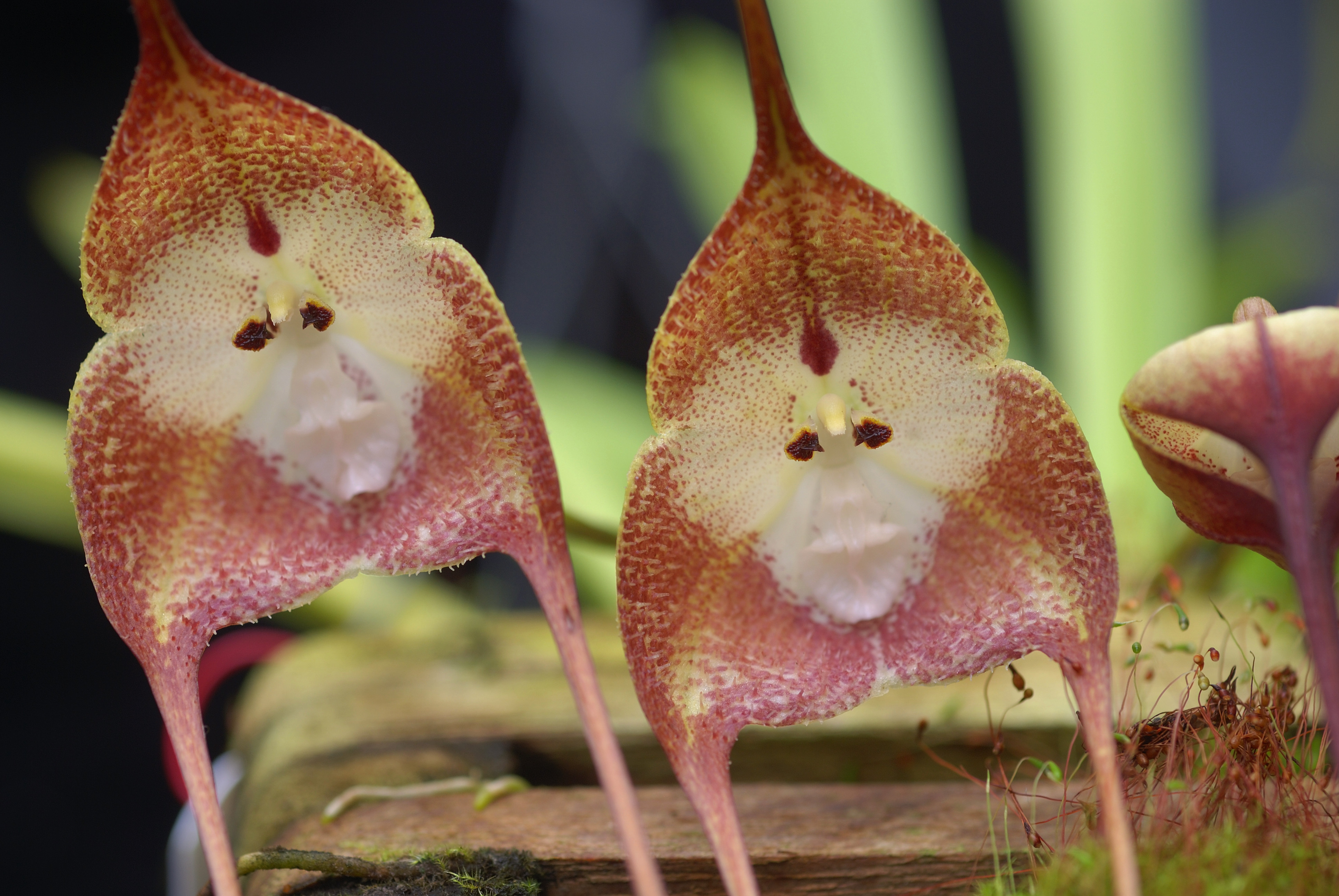 Orchidea scimmia