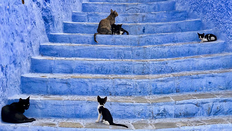 gatti a Chefchaouen