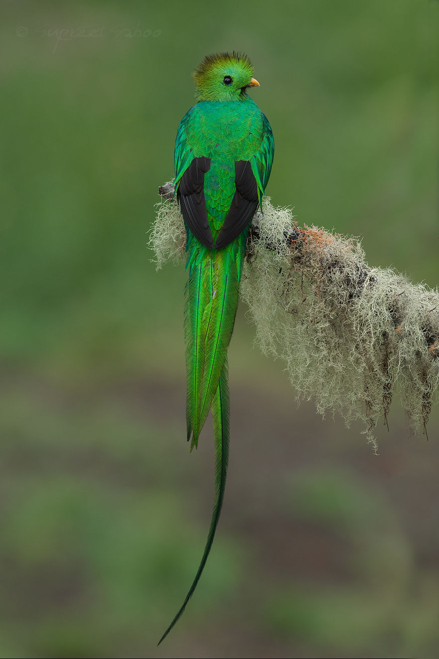 Quetzal splendente