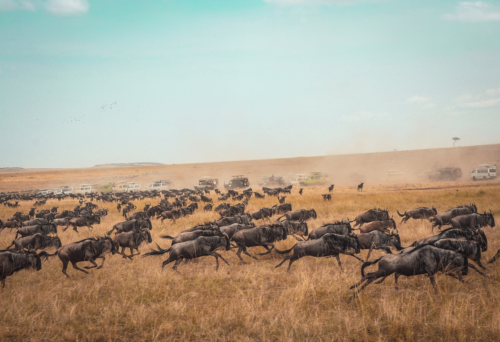 Migrazione di animali in Kenya