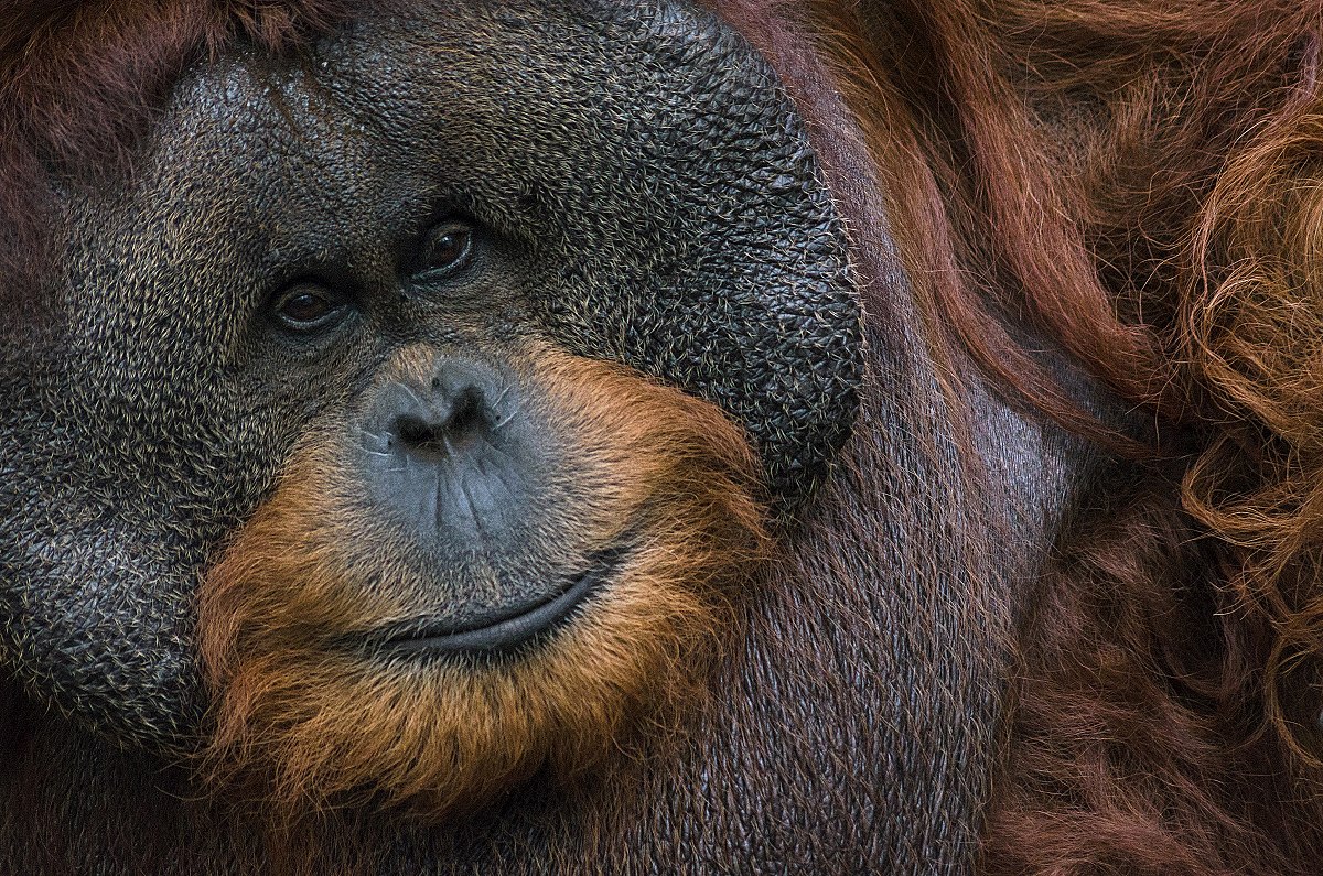 Orango del Borneo