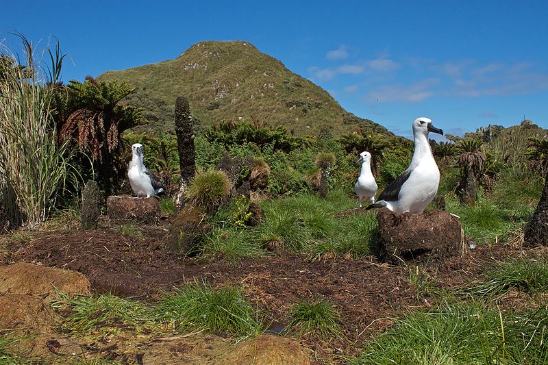 Albatross sull'Isola di Nightingale