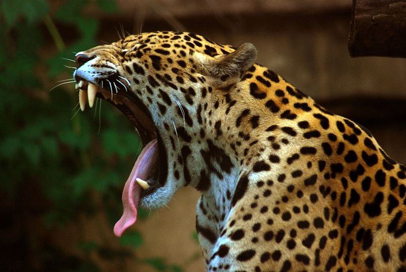 Il principale predatore della regione, il giaguaro, approfittò della notte per attaccare i soldati che dormivano nei loro accampamenti
