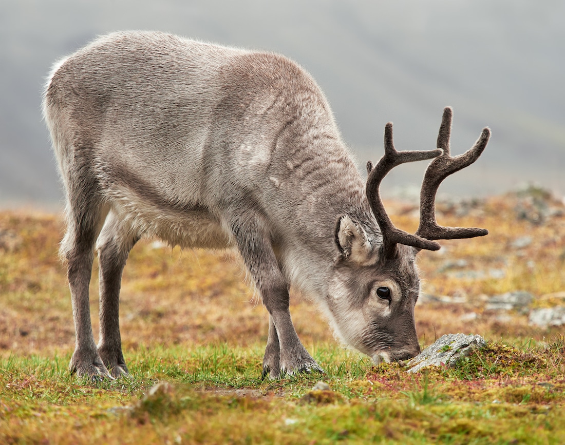 Rudolph (Svalbard, Norvegia)