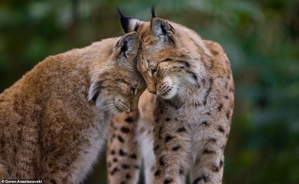 momenti di affetto nel regno animale fotografati da Goran Anastasovski