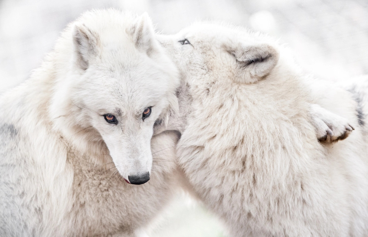 momenti di affetto nel regno animale fotografati da Goran Anastasovski