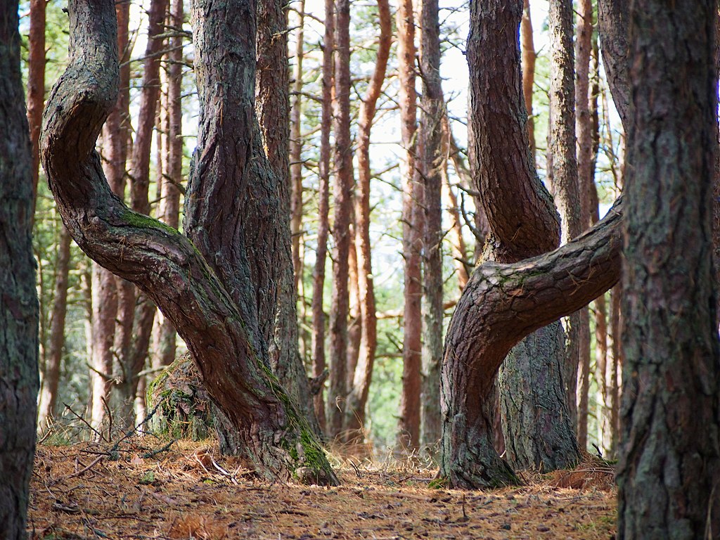 Gli alberi della Foresta Danzante si contorcono e si biforcano