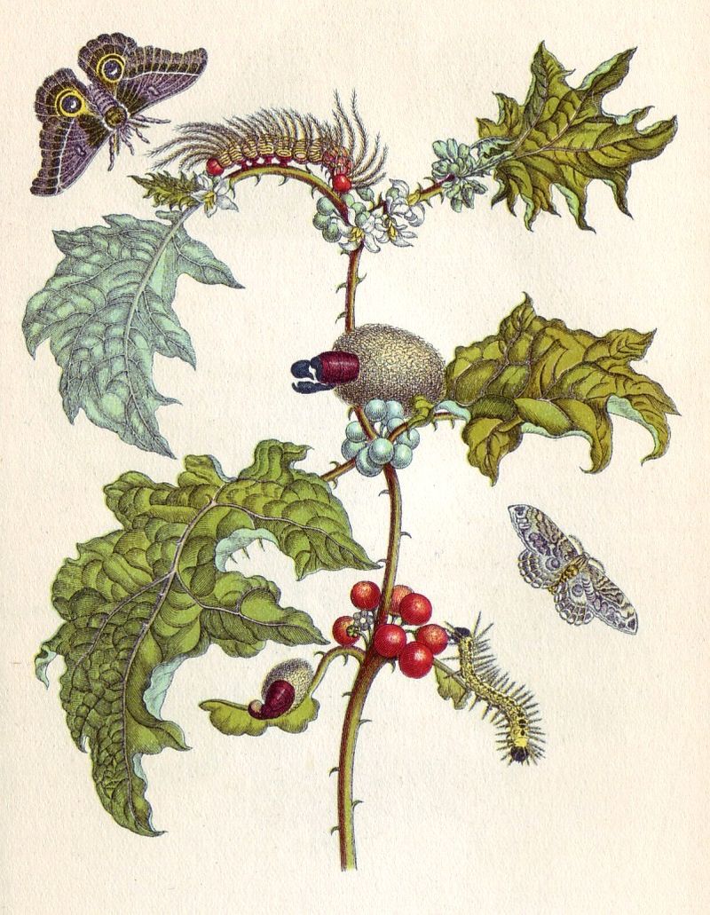 Metamorphosis insectorum Surinamensium, Lastra VI. 1705