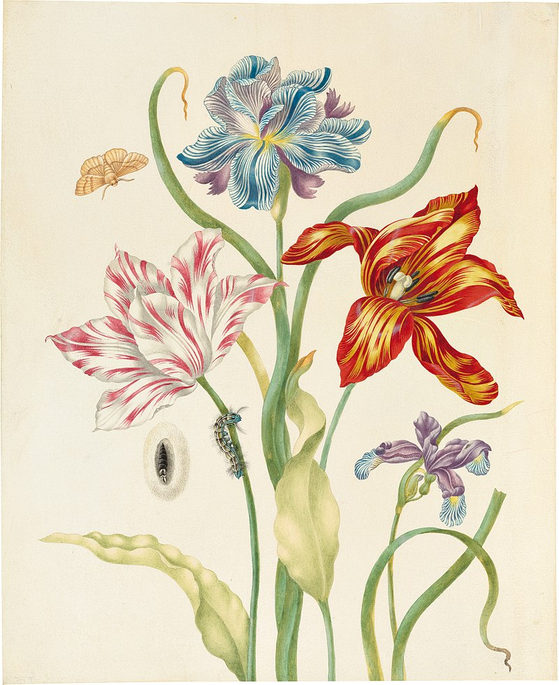 Dipinto ad acquerello di due tulipani e due iris di Johanna Helena Herolt