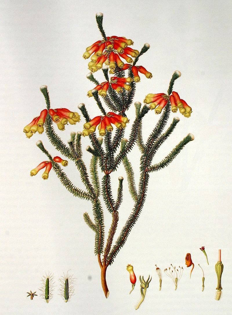 Erica massonii di Franz Bauer