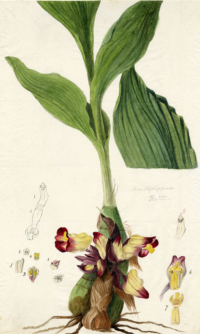 Acquerello di Anna Maria Walker del Acanthephippium bicolor