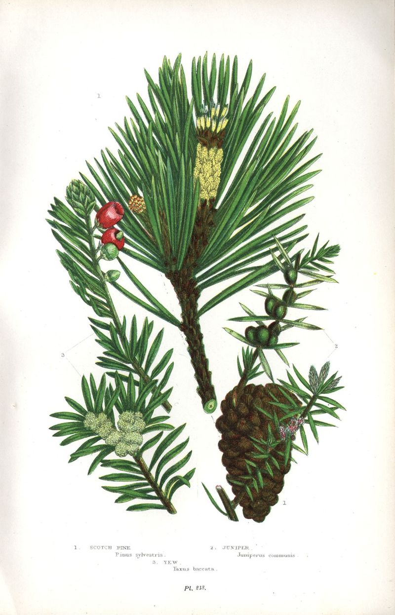 Lastra 213 del The Flowering Plants of Great Britain, che mostra il pino silvestre, il ginepro e il tasso