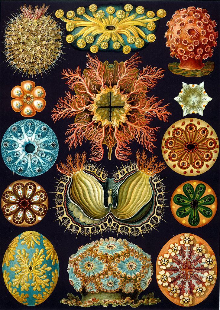 Kunstformen der Natur (1904), numero 85: Ascidiacea