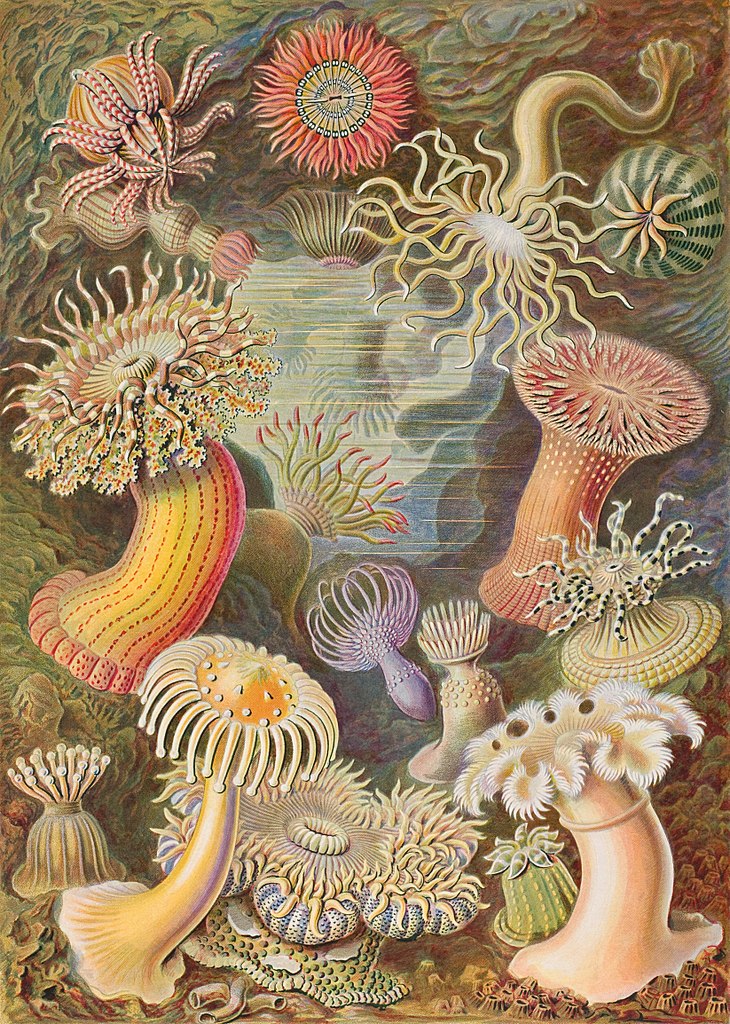 Kunstformen der Natur (1904), numero 49: Actiniae