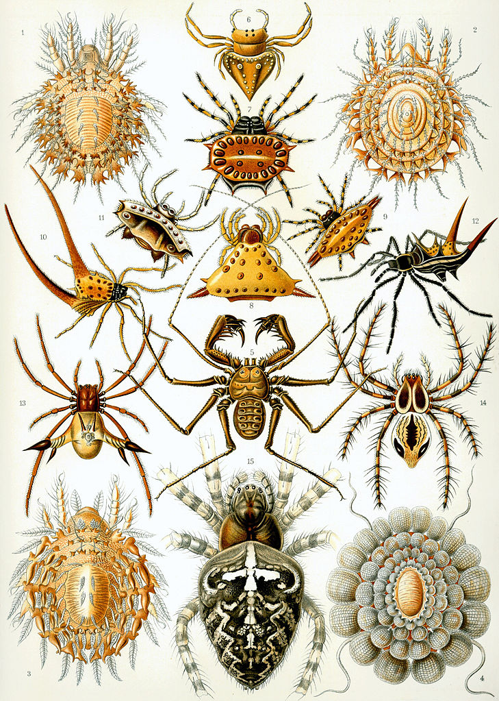 Kunstformen der Natur (1904), numero 66: Arachnida