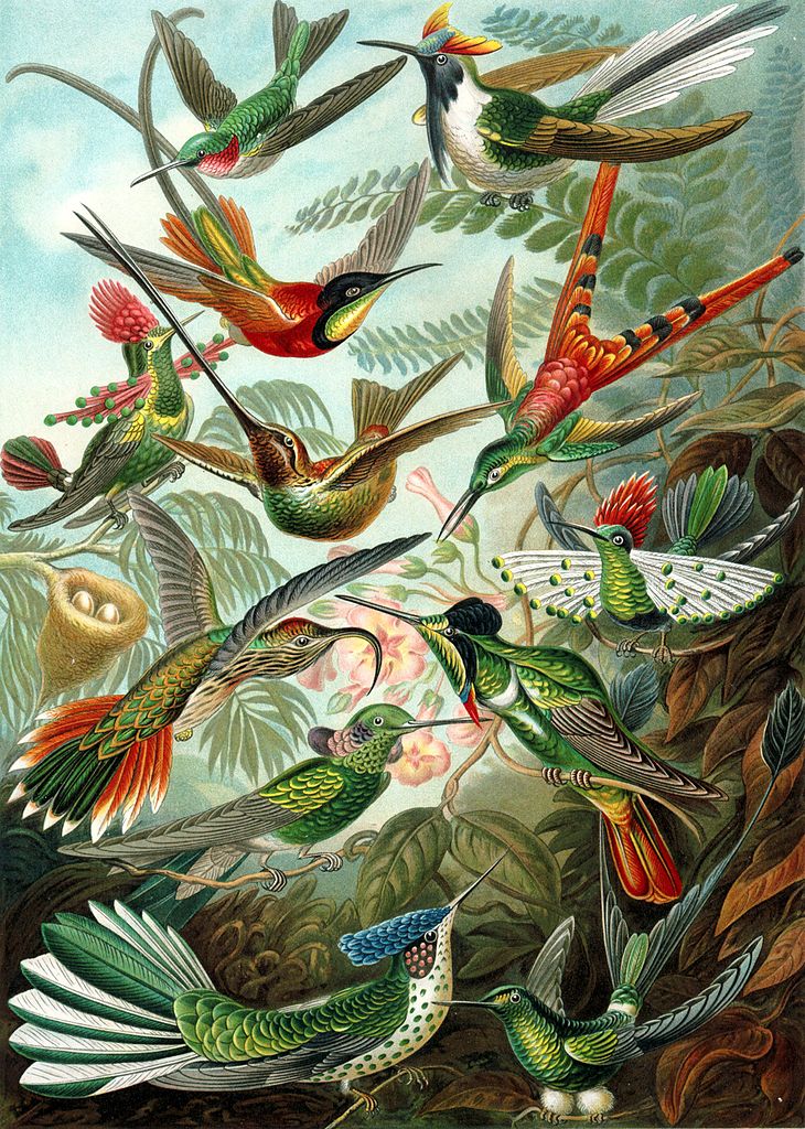Kunstformen der Natur (1904), numero 99: Trochilidae