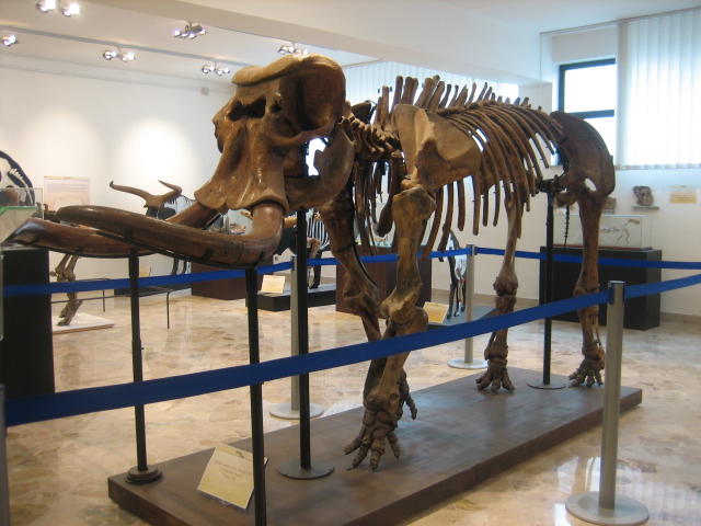 Uno scheletro di un elefante trovato in Sicilia