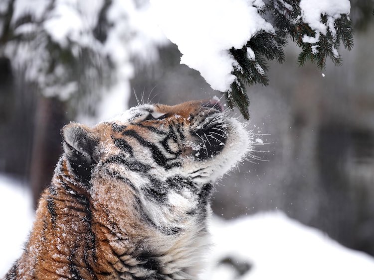 Tigre mentre la neve cade sulla sua testa
