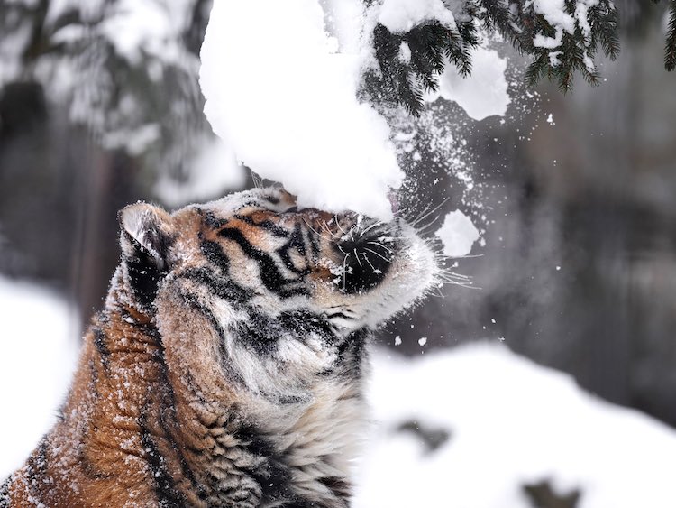 Tigre mentre la neve cade sulla sua testa