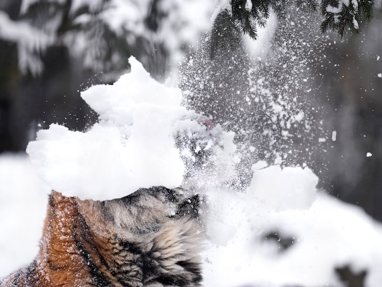 Tigre mentre la neve cade sulla sua testa