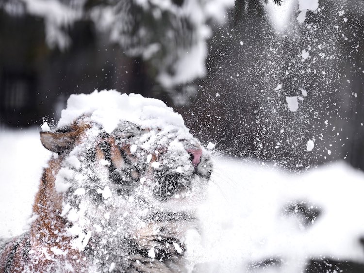 Tigre mentre la neve cade sulla sua testa