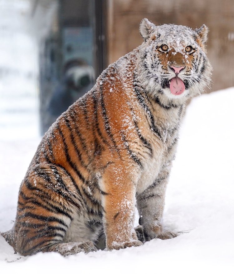 Tigre mentre la neve cade sulla sua testa