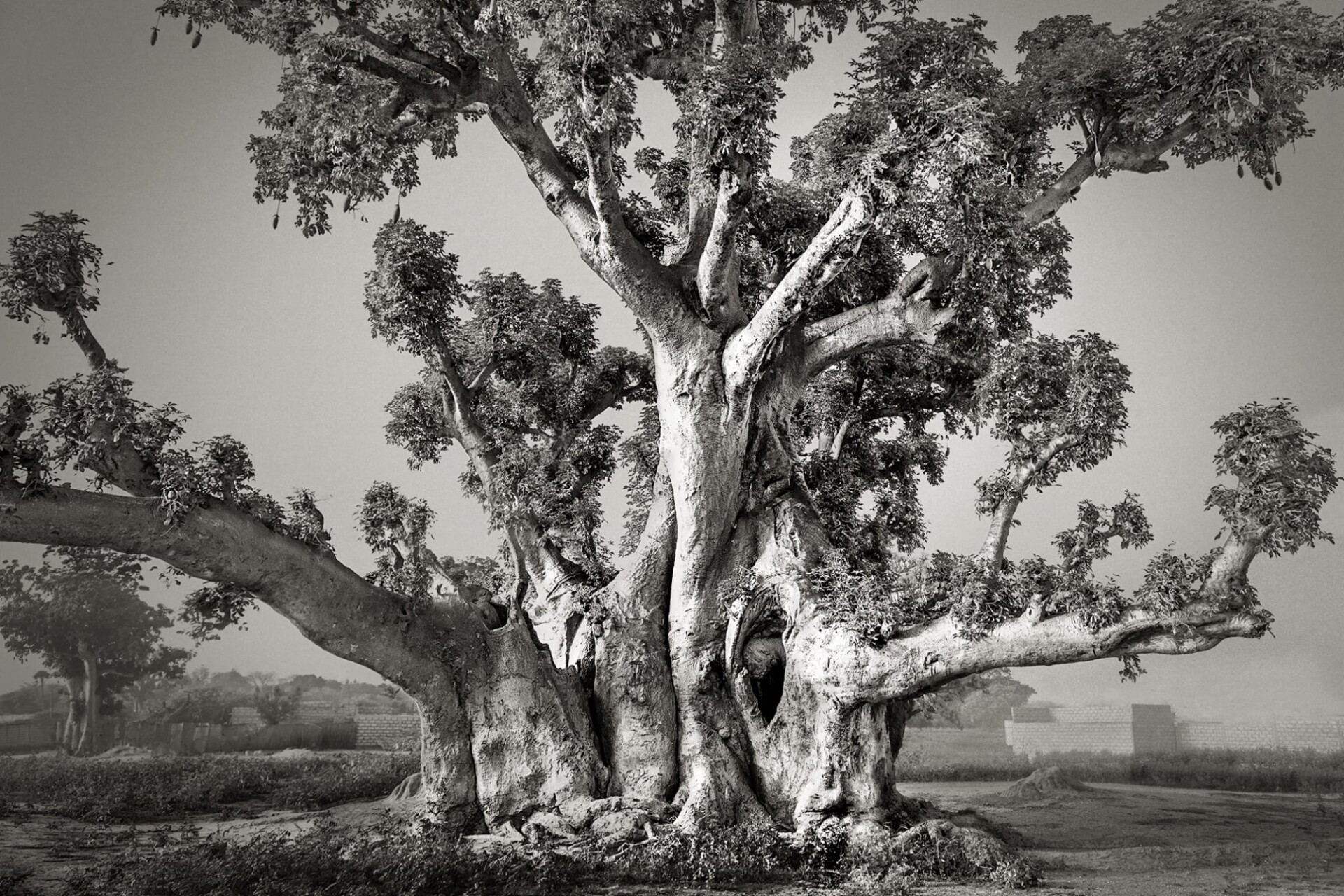 antichi baobab, fotografie di Beth Moon