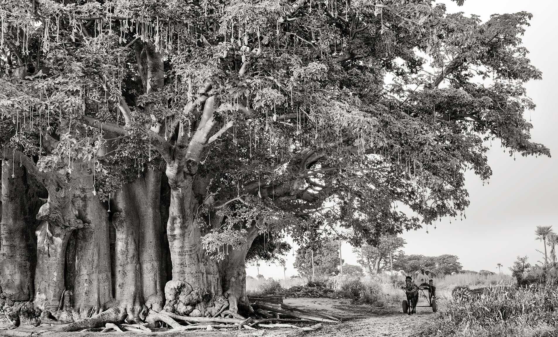 antichi baobab, fotografie di Beth Moon