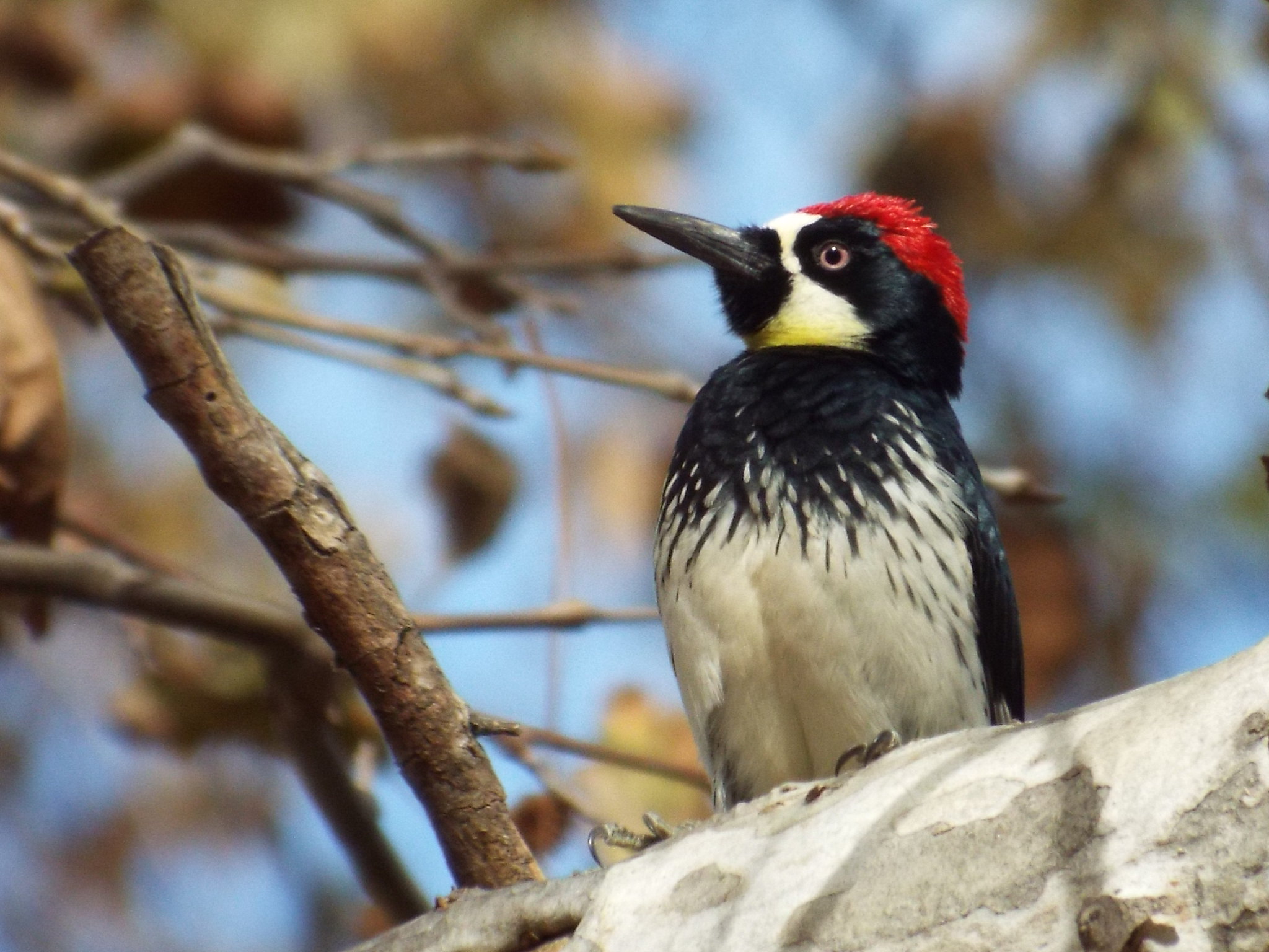 picchio delle ghiande