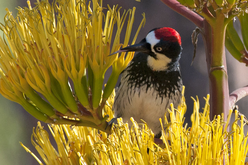 Picchio delle ghiande tra i fiori di agave