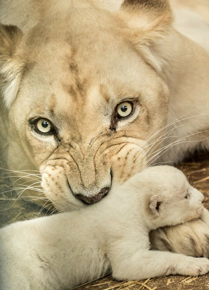 cuccioli di leone bianco