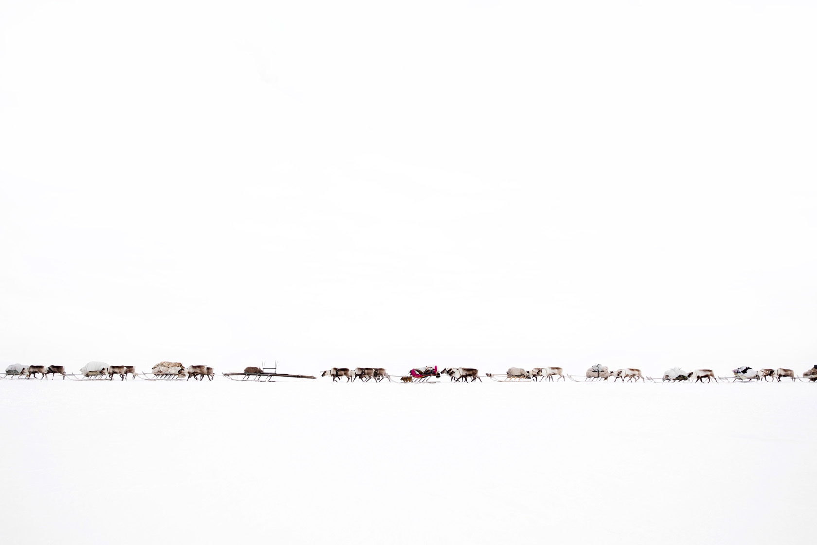 Un convoglio di renne, appartenente alla famiglia Serotetto, durante la migrazione sul fiume ghiacciato del Circondario autonomo Jamalo-Nenec