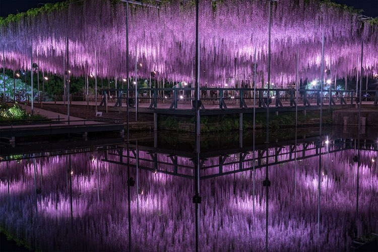 Foto degli antichi alberi di glicine in un parco giapponese