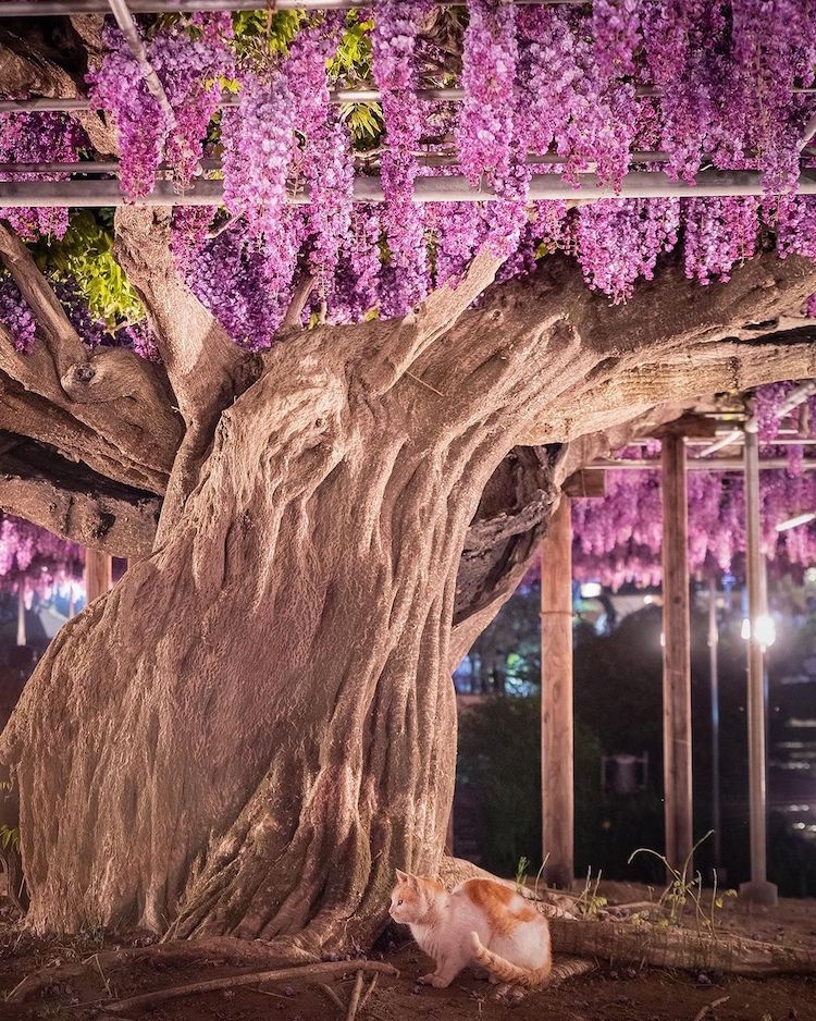 Foto degli antichi alberi di glicine in un parco giapponese