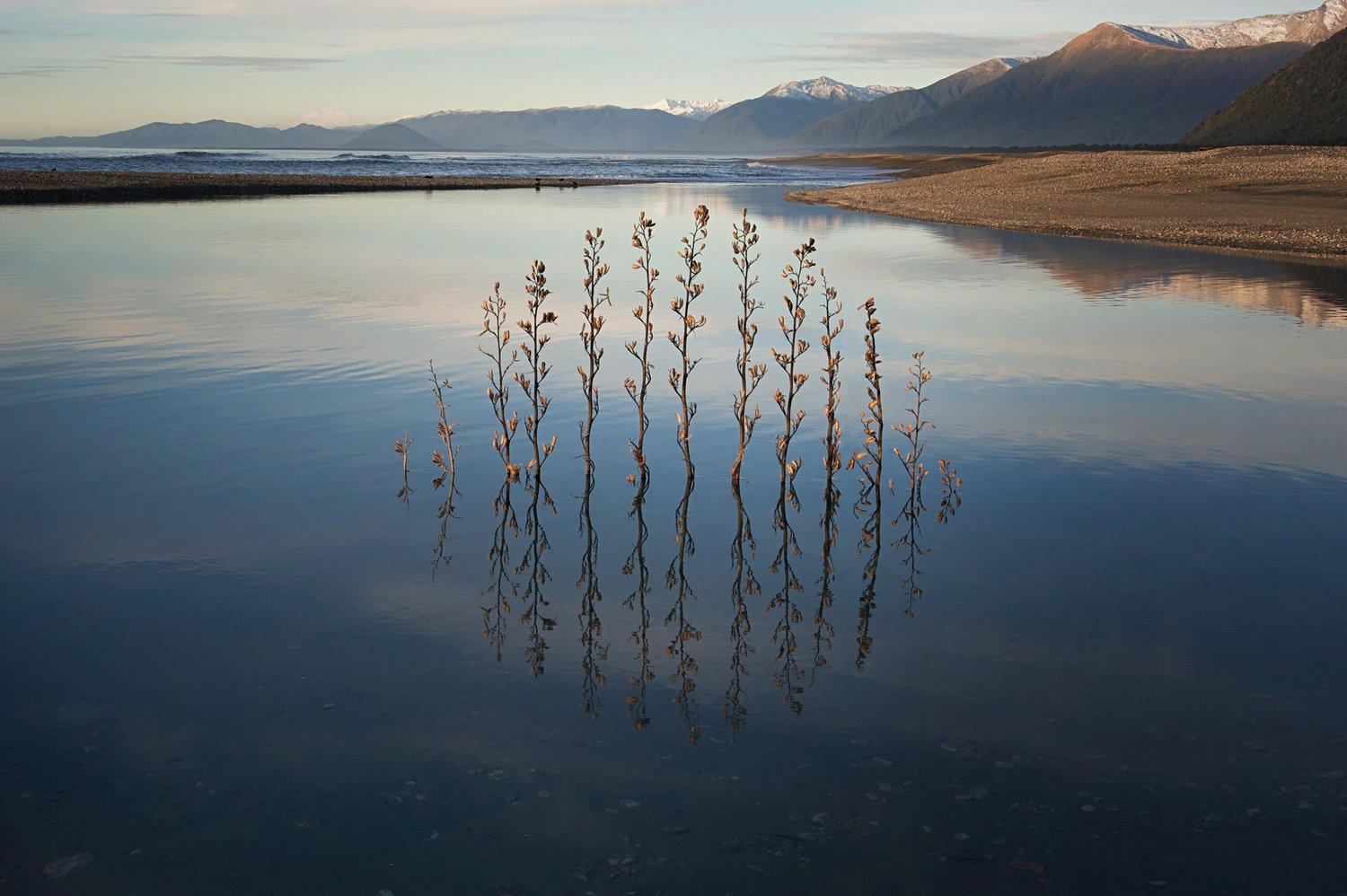 Flax Flower Cycle. Haast Beach, Nuova Zelanda