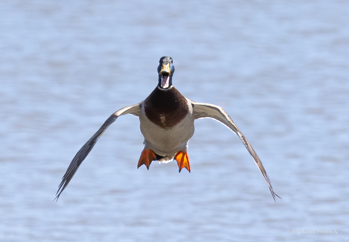 Un'anatra selvatica guarda in direzione del fotografo mentre è in procinto di atterrare