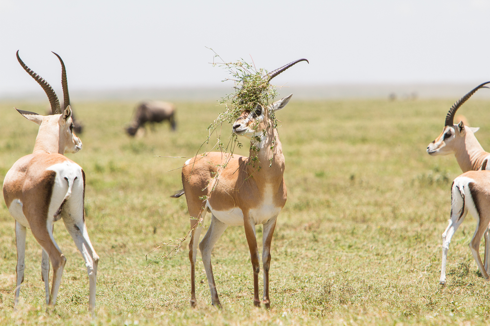 Una gazzella di Grant che sembra indossare con fierezza la sua corona d'erba