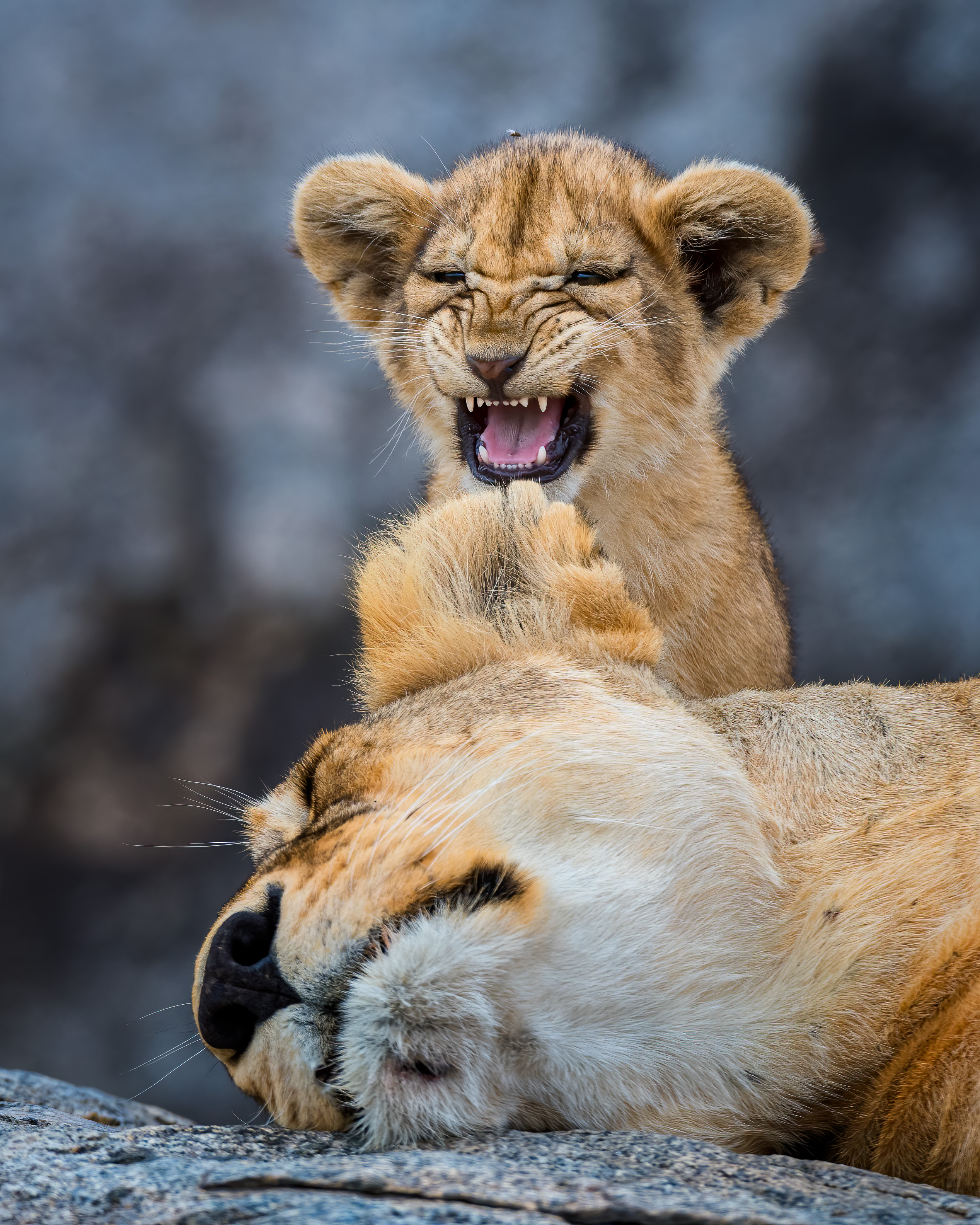 Una leonessa vuole dormire ma il cucciolo ha altri piani