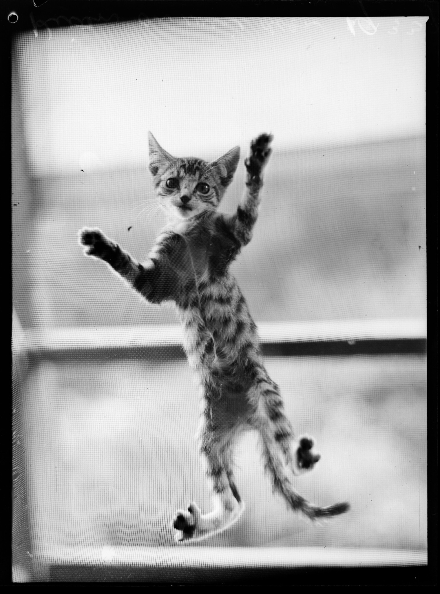 Gattino si arrampica su una zanzariera, 19 marzo 1937, di Norman Herfort
