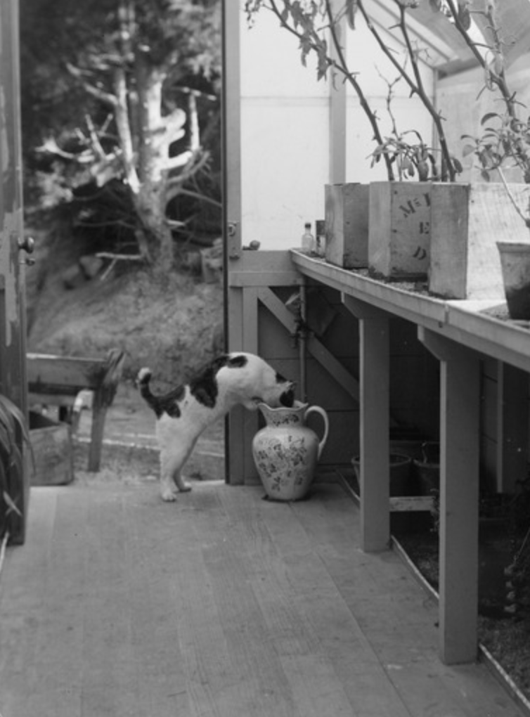William Williams (1906). Interno della serra presso la residenza di William e Lydia Williams, Royal Terrace, Kew, Dunedin, che mostra un gatto che guarda in una brocca di ceramica