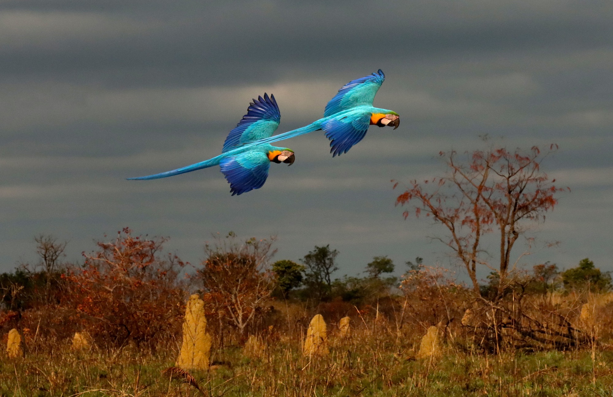 Macaw Landscape, Christian Spencer. Foto di due are blu