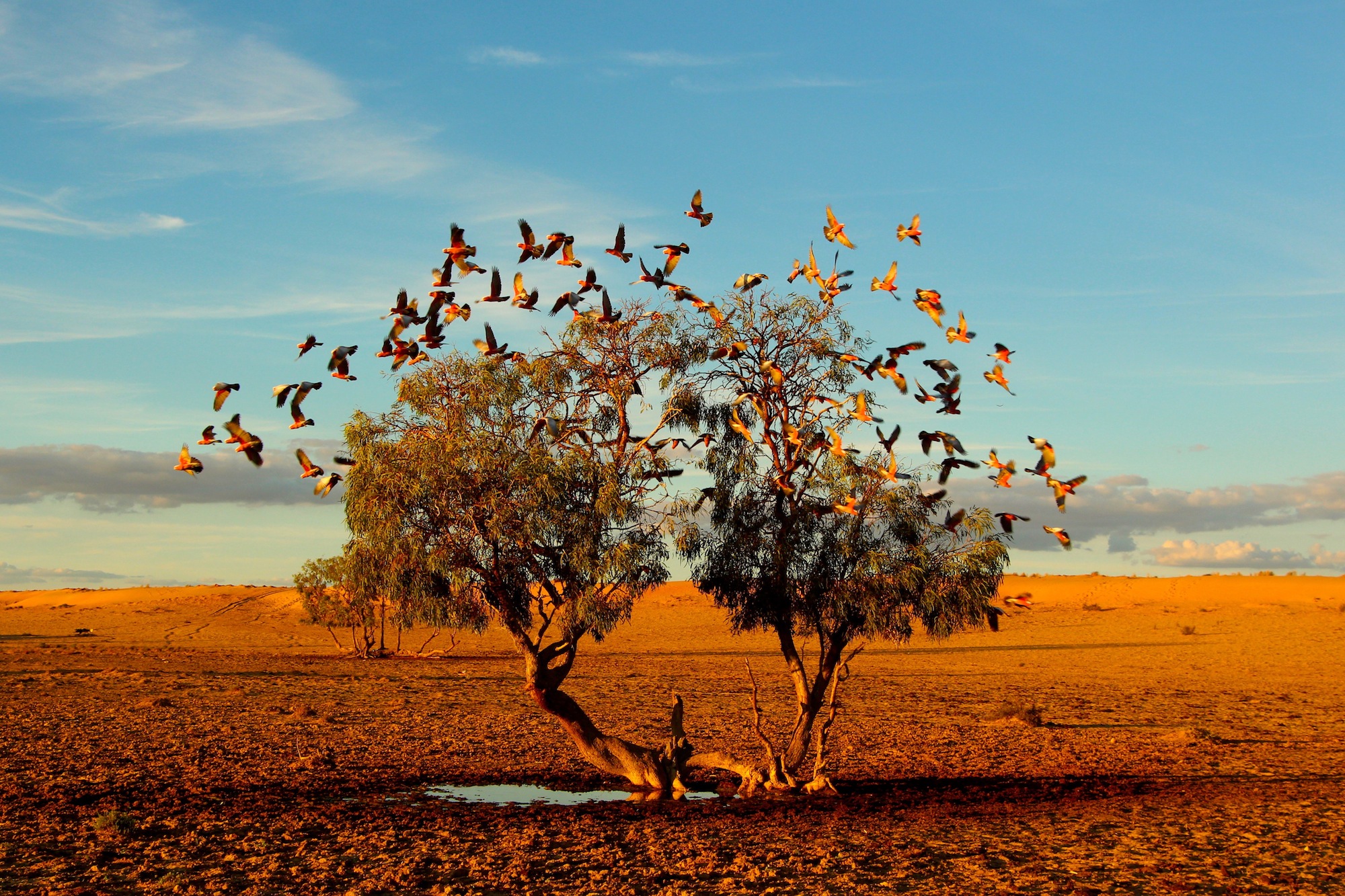 A Tree Dreaming, Christian Spender. Uno stormo di galah nel deserto
