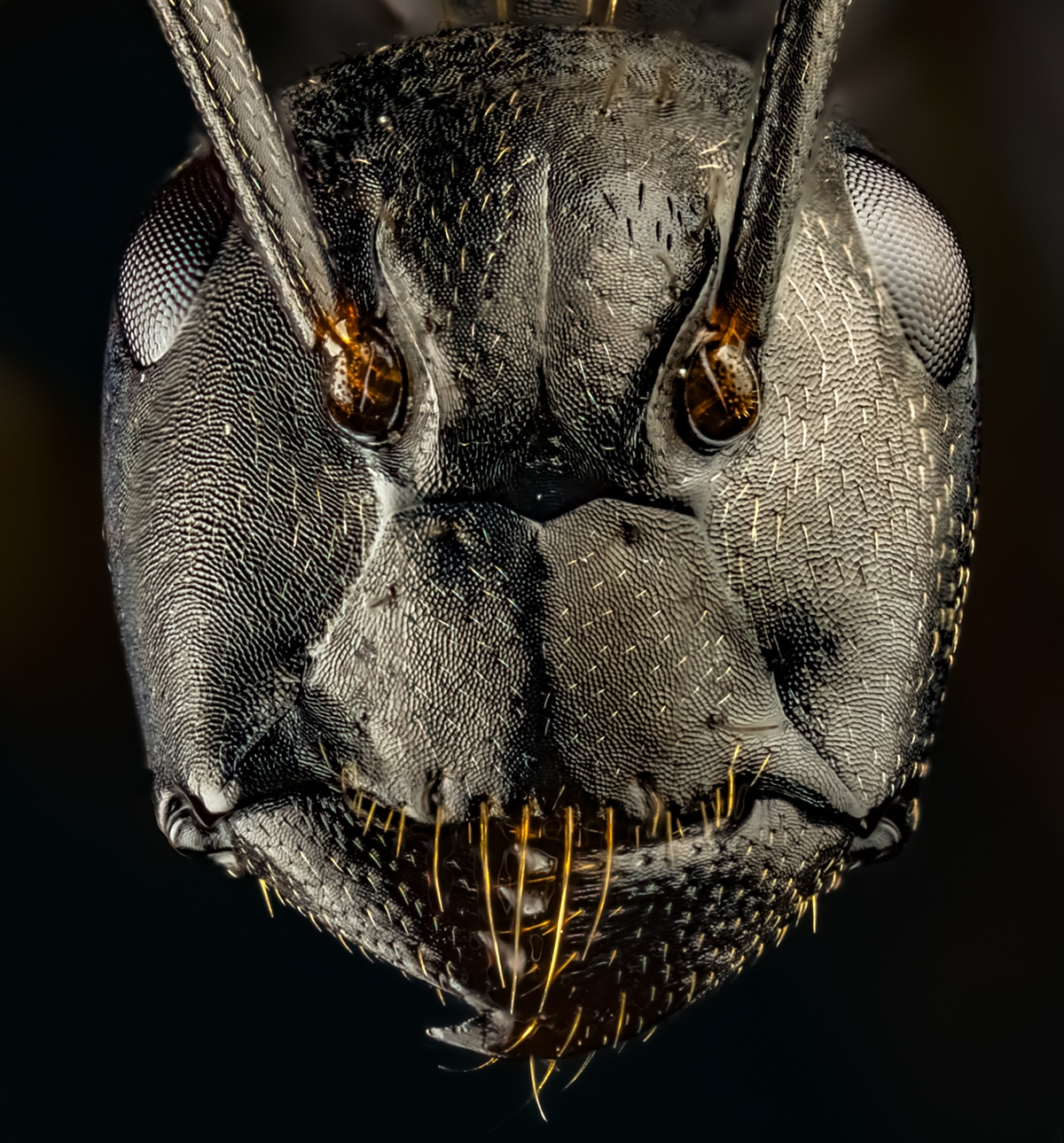Il volto delle formiche in macrofotografie