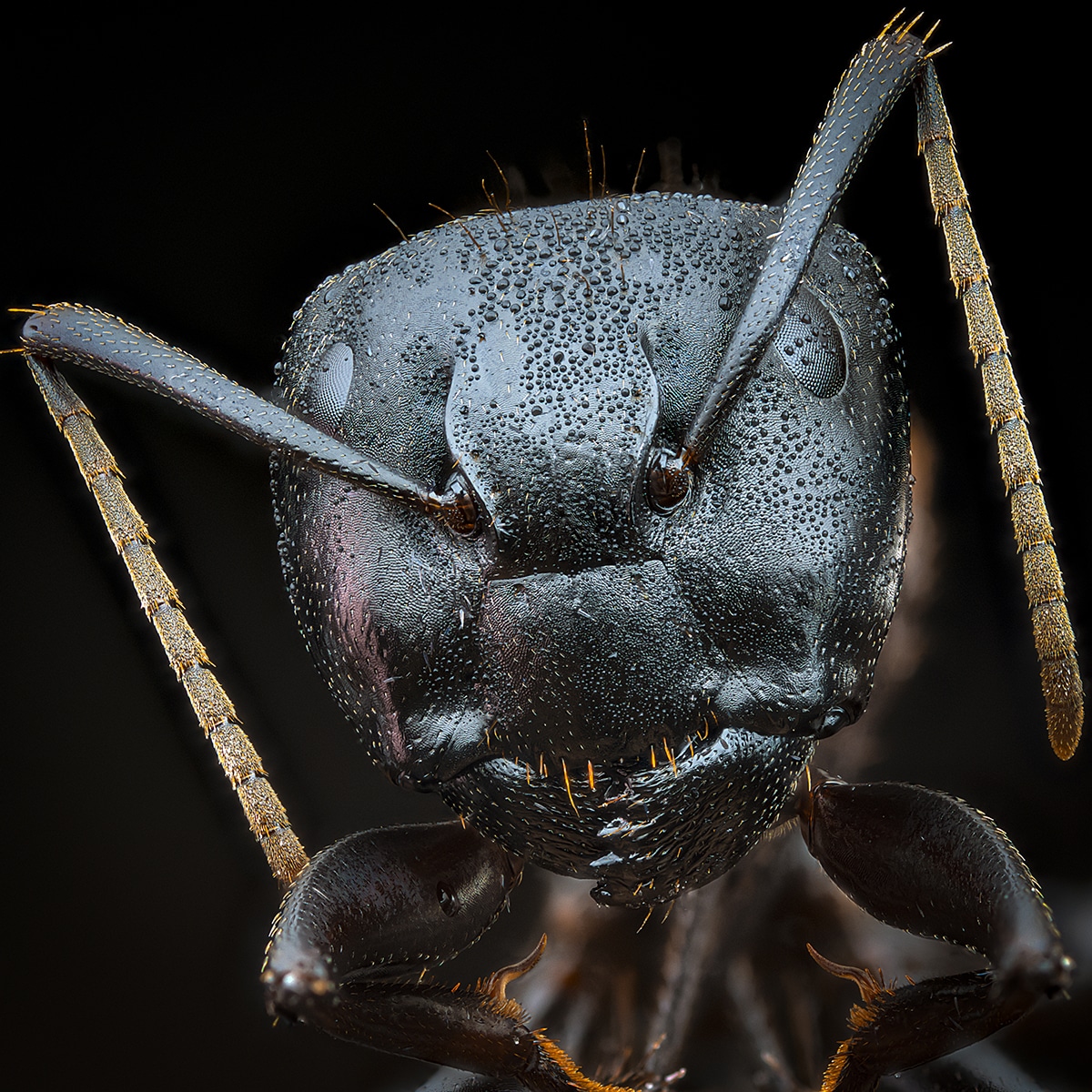 Il volto delle formiche in macrofotografie