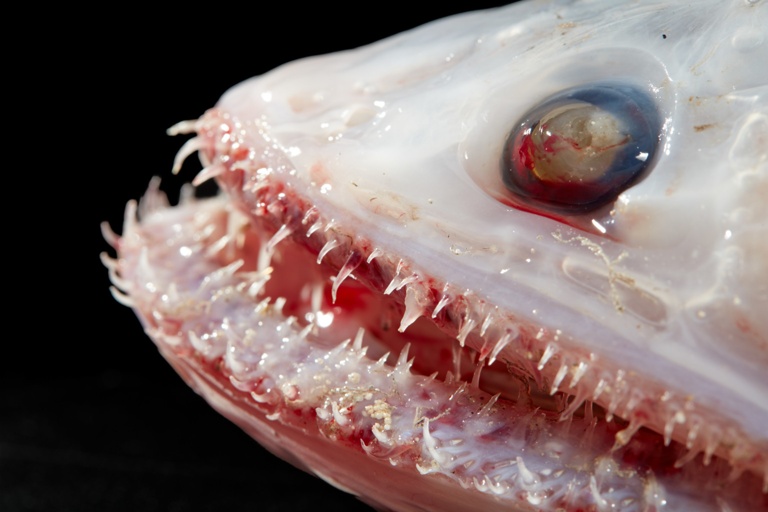I terrificanti denti del pesce lucertola dalle pinne alte